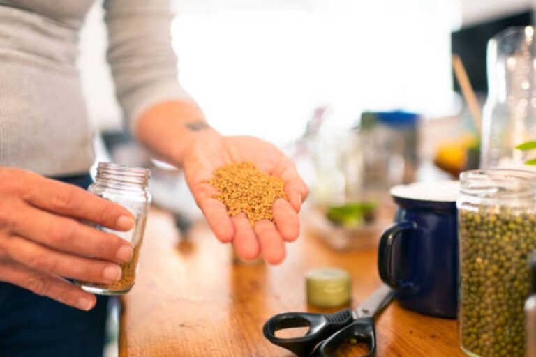 Methi Sprouts