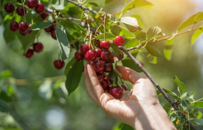 Nutritional Benefits of Brouwer Cherries